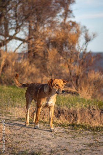 perro caminando con playa de fondo