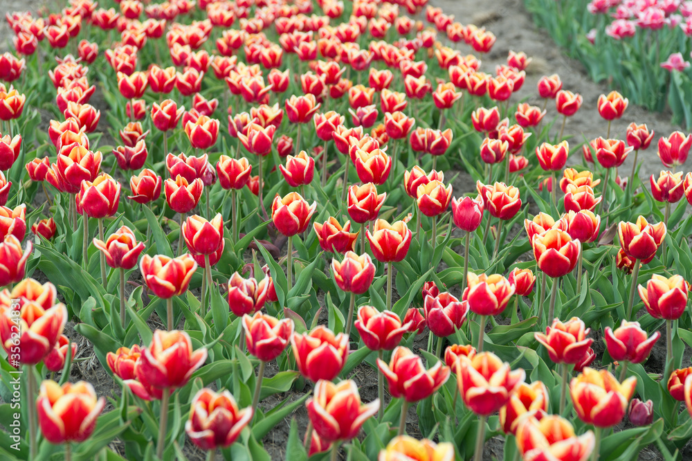 Red flowers with beautiful yellow on inside. Colorful field tulips. Beautiful bright tulips fields. Enjoying spring day. Netherlands sightseeing. Truly striking flower with amazing color combination