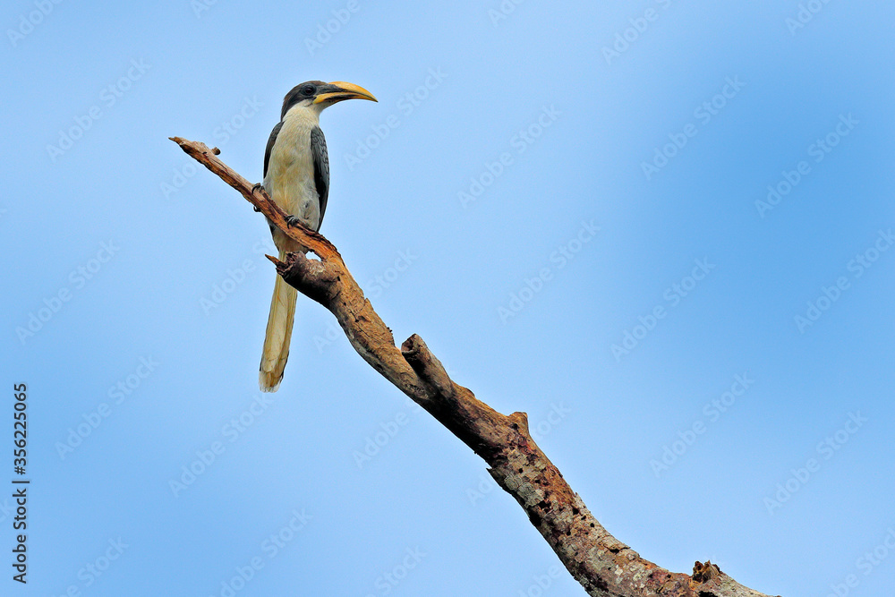 Sri Lanka Grey Hornbill, Ocyceros gingalensis, bird with big bill. Wildlife scene from Sri Lanka. Birdwatching tour in the tropical forest. Big black bird sitting on the tree, clear blue sky. Sri Lanka Grey Hornbill, Ocyceros gingalensis, bird with big bill. Wildlife scene from Sri Lanka. Birdwatching tour in the tropical forest. Big black bird sitting on the tree, clear blue sky.
