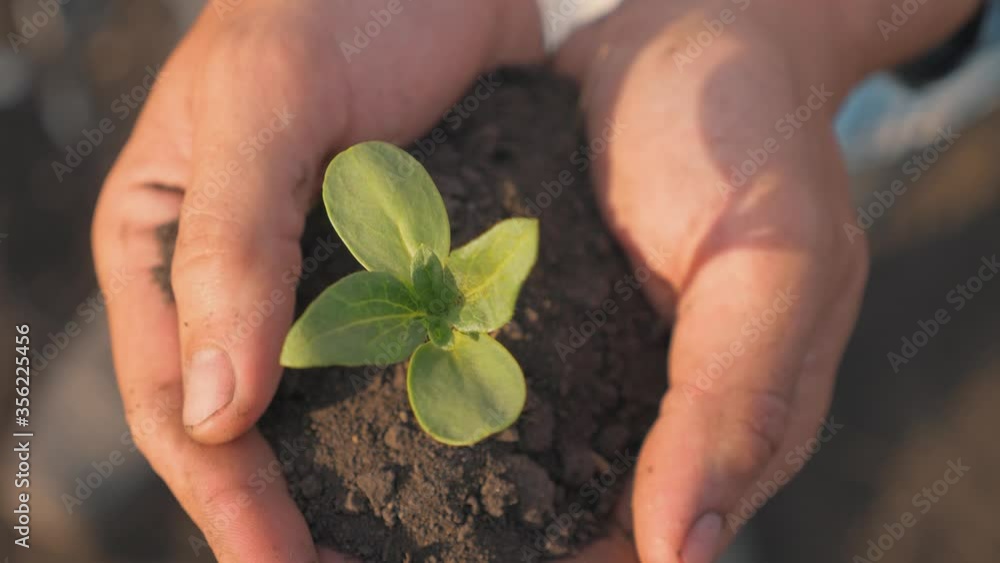 A human farmer holds a young sprout with soil in his hands as a symbol of youth and growth. A human farmer holds a young sprout with soil in his hands as a symbol of youth and growth.