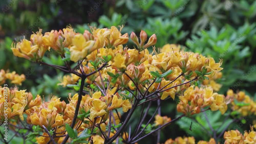 Azalea orange flowers in garden. Side view, close up.