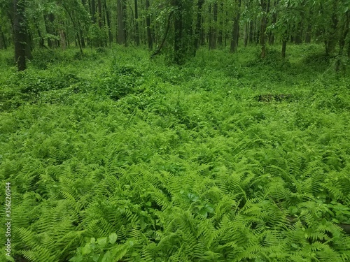 many green ferns in forest or woods © Justin