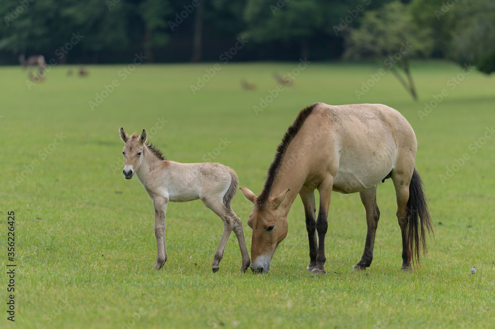 Przewalski horse new born with his mother