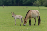 Przewalski horse new born with his mother