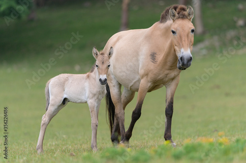 Przewalski horse new born with his mother © Wildpix imagery