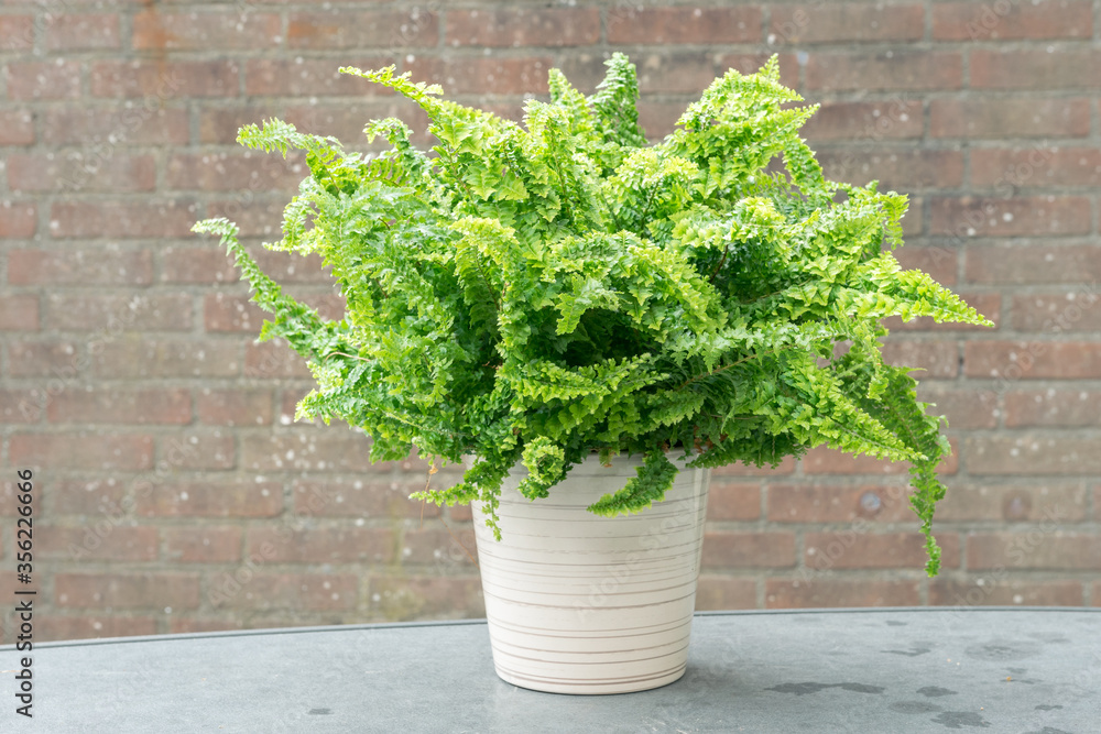 Curly fern, also known as macho fern (Nephrolepis exaltata) in a pot ...