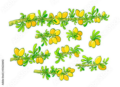 Argan tree set. Vector illustration. Oil organic