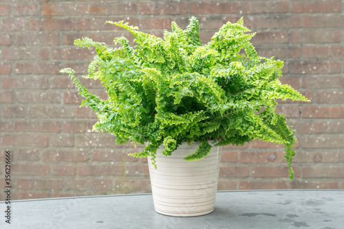 Curly fern, also known as macho fern (Nephrolepis exaltata) in a pot. Plant is considered to be air purifying. photo