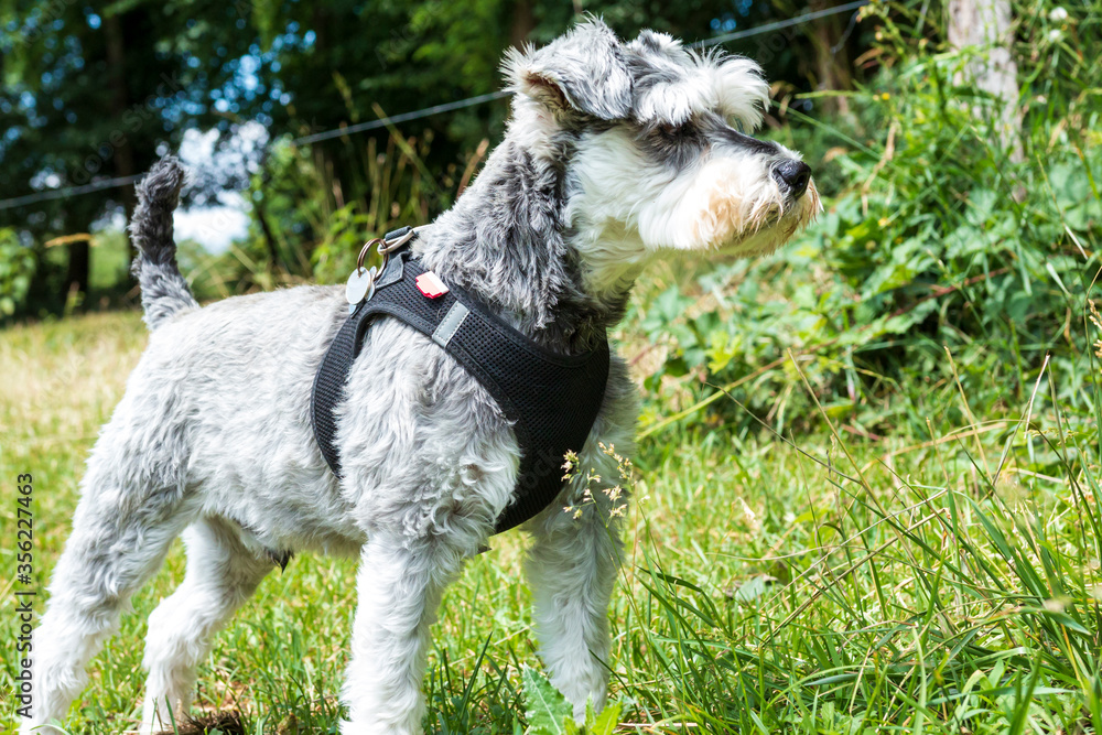 miniature schnauzer dog on a grass field with trees in the background