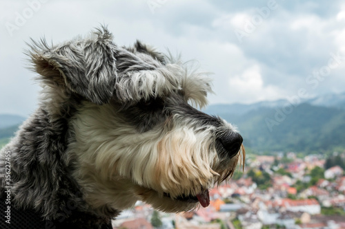 Portrait of a miniature schnauzer dog with a town and mountains in the background