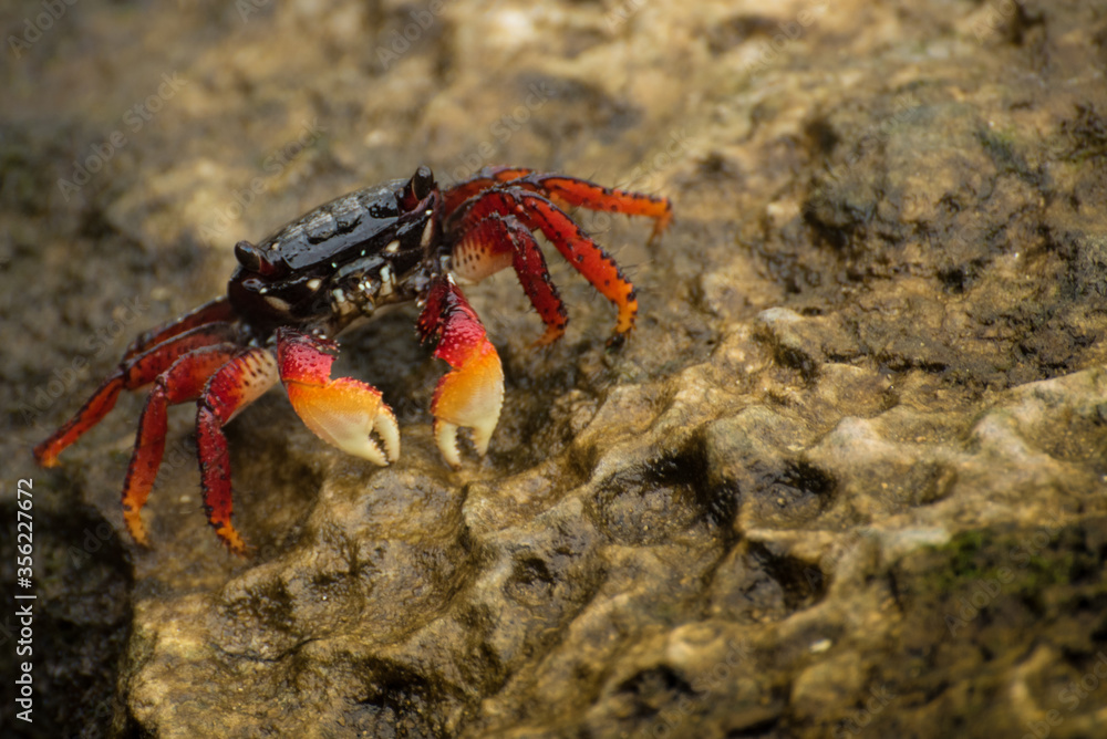 A little red crab standing on a wet stone