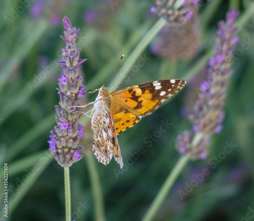 painted lady butterfly © PRILL Mediendesign