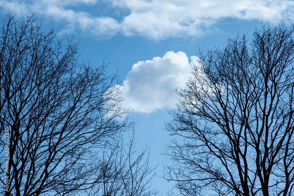 tree and sky tree and sky