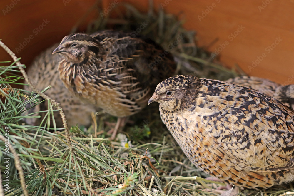 Fototapeta premium group of japanese quails