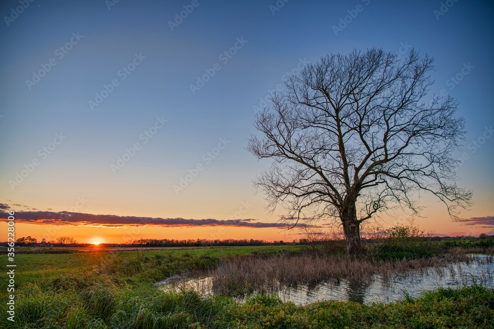 Lone Tree in a Louisiana Rice Field Reflected in Water at Sunset in Acadia Parish Lone Tree in a Louisiana Rice Field Reflected in Water at Sunset in Acadia Parish