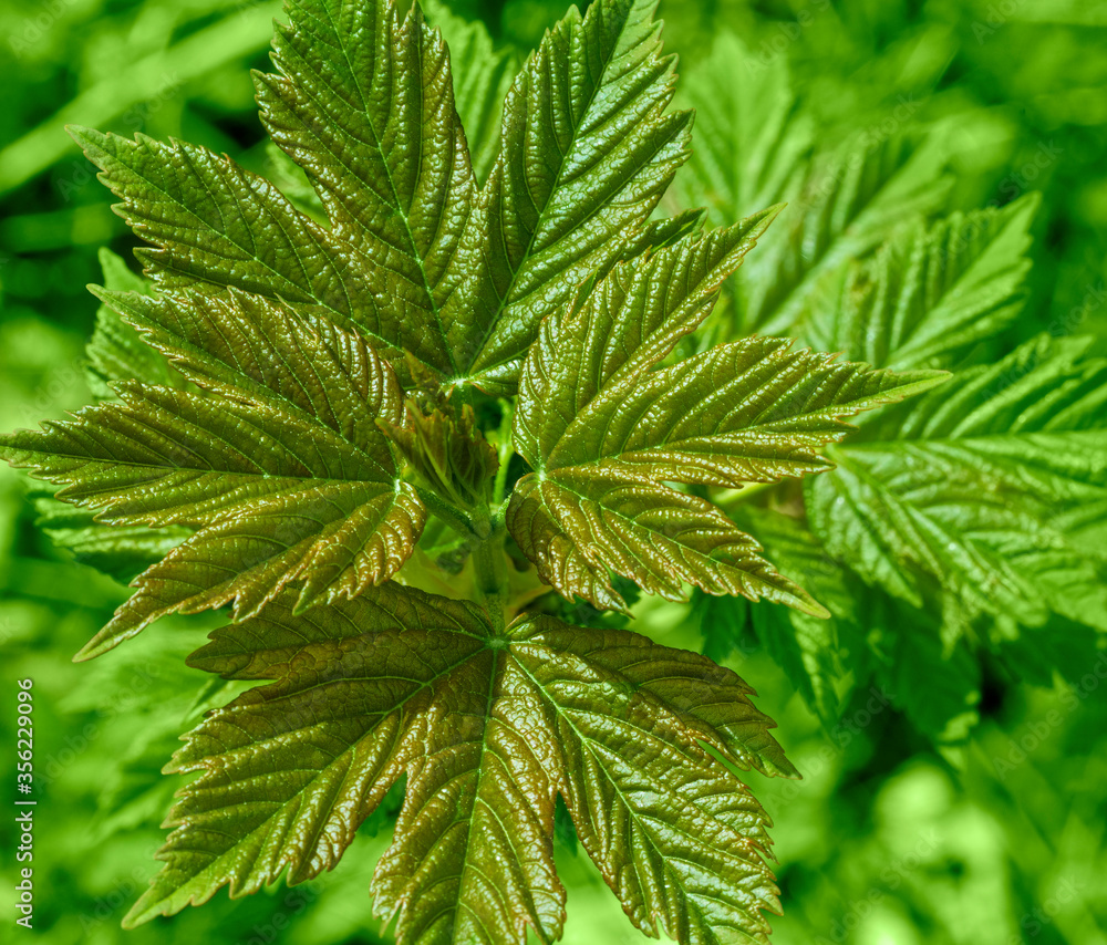fresh spring vegetation fresh spring vegetation
