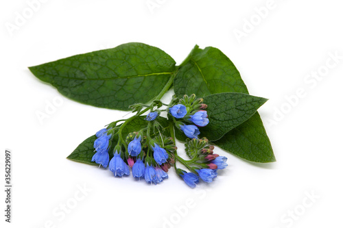 Blooming Comfrey flower. Medicinal plant. photo