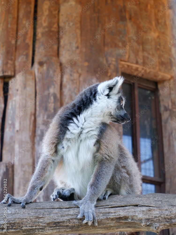 Ring tailed lemur looking around from its cage Ring tailed lemur looking around from its cage