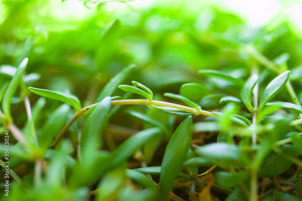 Seedling rosemary plant (Rosmarinus officinalis). Macro image with selective focus. Seedling rosemary plant (Rosmarinus officinalis). Macro image with selective focus.