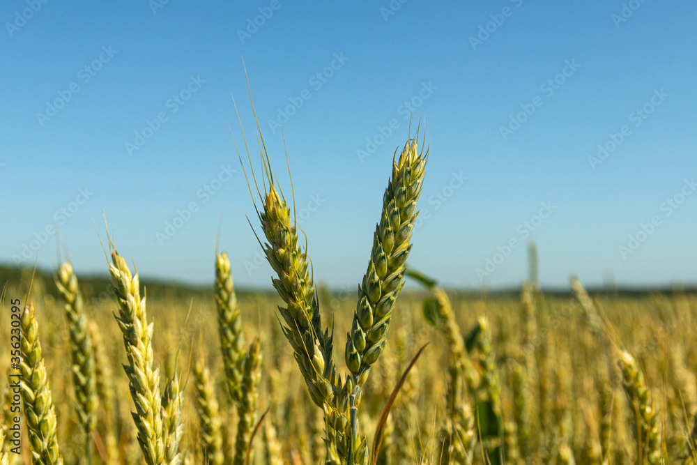 wheat field and blue sky a bright sun. wheat field and blue sky a bright sun.