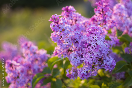 Selective  soft focus on a purple lilac flower and green  sunlit  out of focus golden leaves in the background