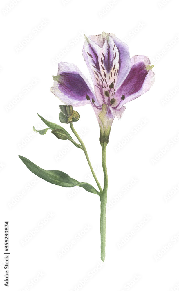 Multi-colored flowers and buds of alstroemeria painted in watercolor. Floral elements on a white background for patterns, cards, invitations. Multi-colored flowers and buds of alstroemeria painted in watercolor. Floral elements on a white background for patterns, cards, invitations.