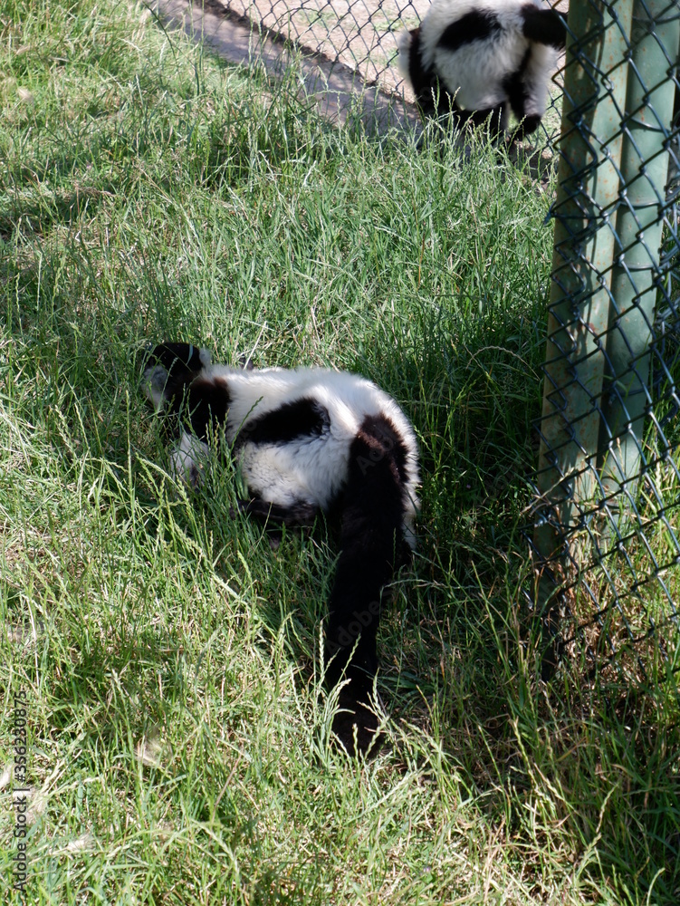 Black and white ruffed lemurs in park Black and white ruffed lemurs in park