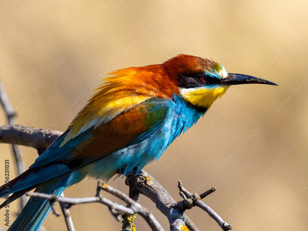European bee-eater (Merops apiaster) on the branch European bee-eater (Merops apiaster) on the branch