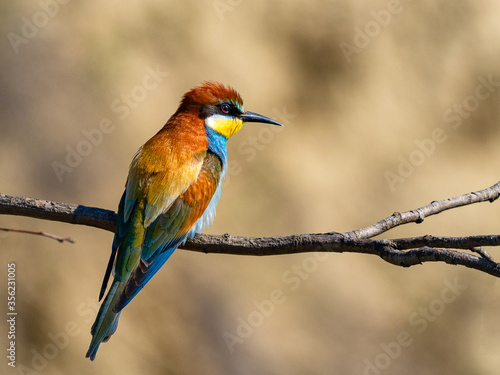 European bee-eater (Merops apiaster) on the branch © tutye