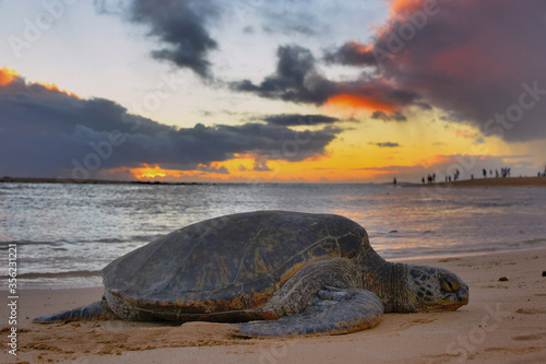 Schildkröte am Poipu Beach Kauai