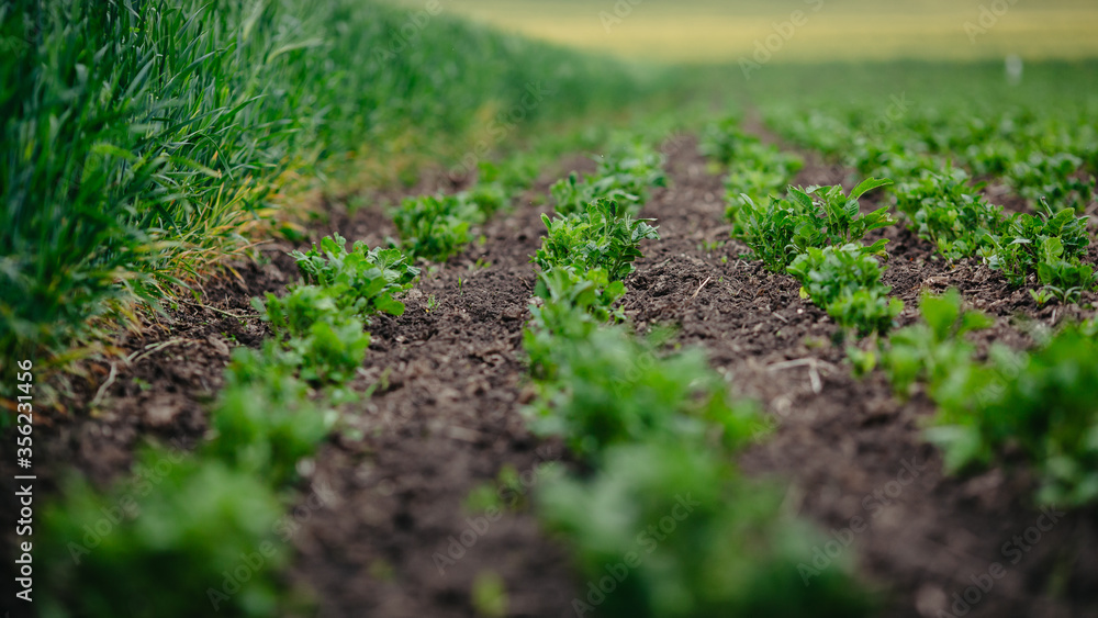 Field of green potato bushes. A young potato plant grows on soil. - obrazy, fototapety, plakaty 