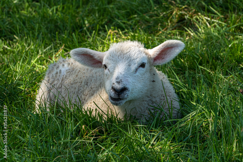 Four week old lamb low angle view portrait in green grass field Four week old lamb low angle view portrait in green grass field