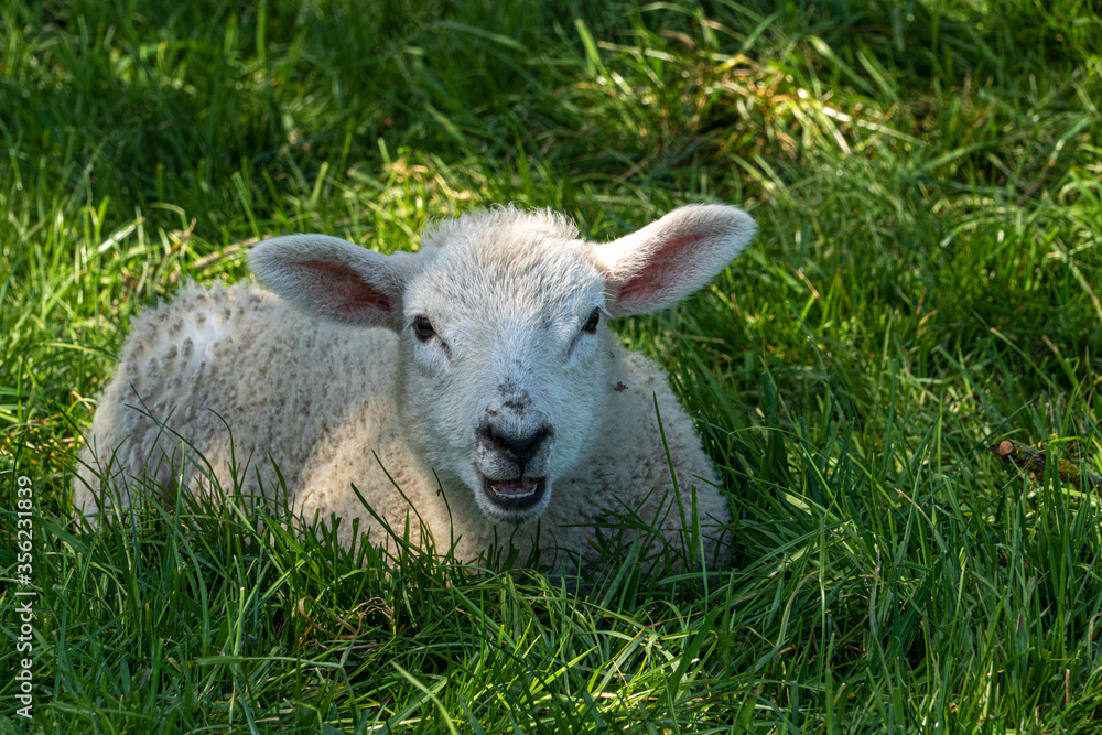 Four week old lamb low angle view portrait in green grass field