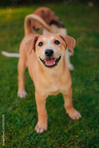 Happy, smiling, Small and beautiful puppy plays in the yard with her siblings and looks in the camera
