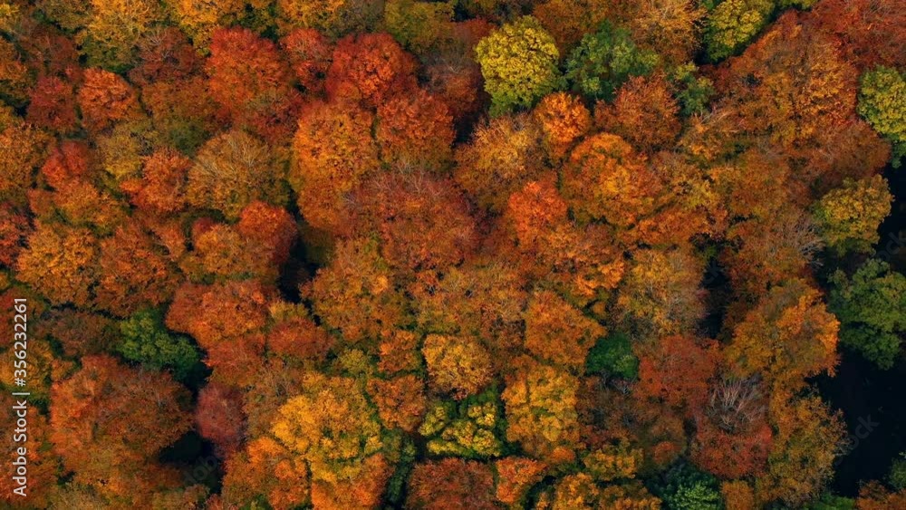 AERIAL POV WS Autumn forest / Saarburg, Rhineland-Palatinate, Germany AERIAL POV WS Autumn forest / Saarburg, Rhineland-Palatinate, Germany