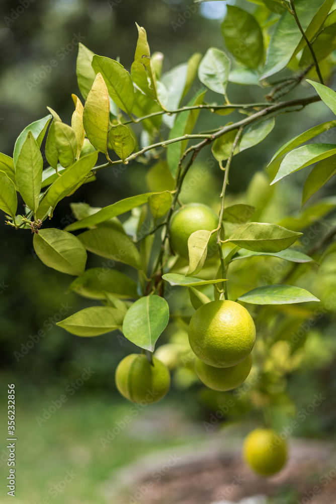 Lemons in the lemon tree