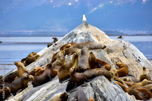 A Colony of Sealions in the Beagle Channel, near Ushuaia, Argentina. 