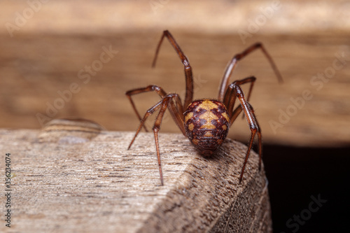 spider on wood