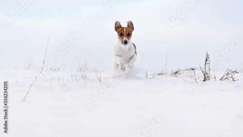 Jack Russell terrier running over snow covered field towards camera, her ears flying up in air
