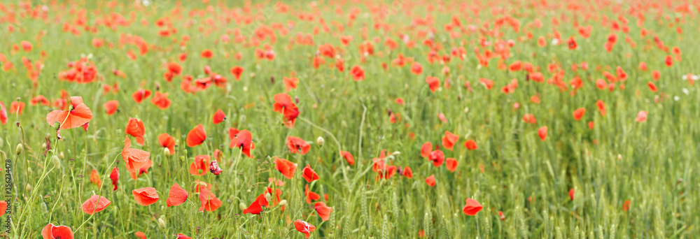 Bright red wild poppies growing in field of green unripe wheat, wide photo