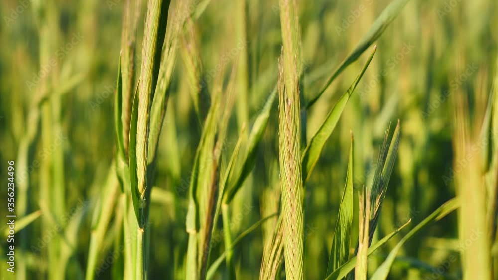 Green rye in spring at beautiful sunset Green rye in spring at beautiful sunset