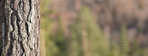 Coniferous tree trunk bark or rhytidome, closeup detail with blurred forest (space for text) in background