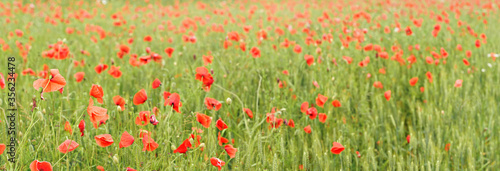 Bright red wild poppies growing in field of green unripe wheat, wide photo