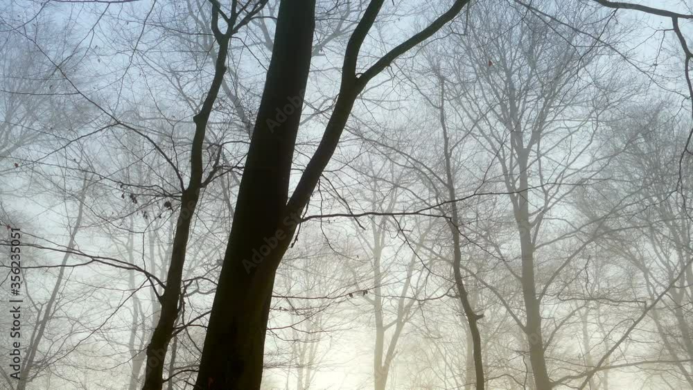 WS LA Bare trees in foggy forest / Mettlach, Saarland, Germany WS LA Bare trees in foggy forest / Mettlach, Saarland, Germany