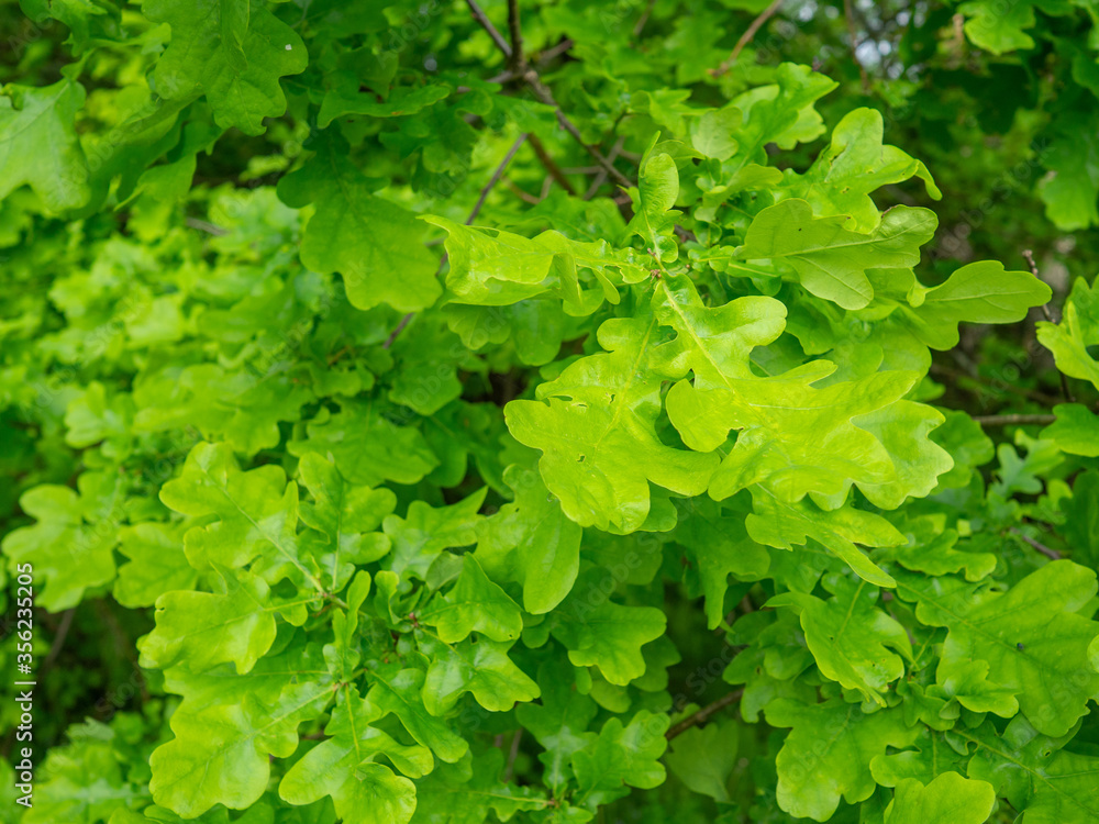 Oak leaves. Fresh green foliage, natural background