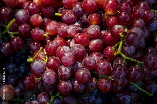 ripe grapes harvest in autumnal time