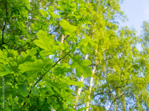 Leaves on an oak branch against a blue sky. Fresh green foliage  natural background. bottom view