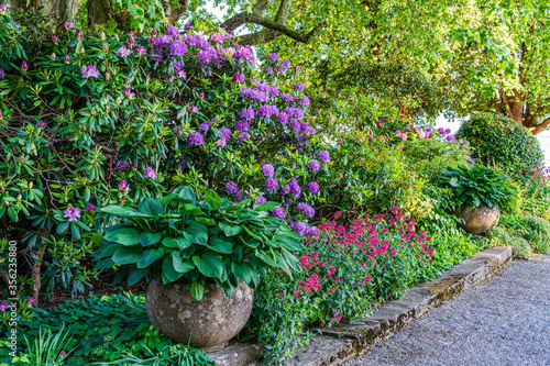 D, Bodensee, Lindau, Lindenhofpark, Bad Schachen, opulente Frühlingsblüte mit Funkien (Hosta) und Azalee im Garten / Park von Hotel Bad Schachen am Bodensee