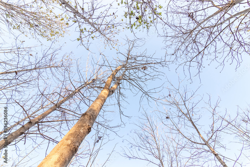 The forest is in the fall. Dry tree in autumn. Straight, outstretched forests. The forest is in the fall. Dry tree in autumn. Straight, outstretched forests.