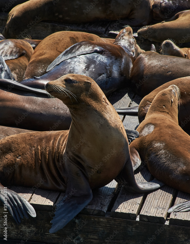 Fototapeta premium San Fransisco bay Seals